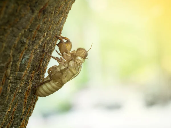 Die goldene Schale der Zikade abschleifen — Stockfoto