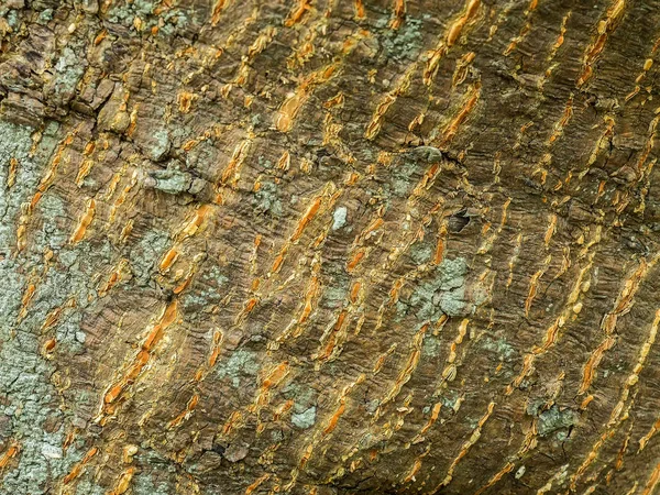 Terminalia ivorensis Chev.tree의 근접 촬영 껍질 — 스톡 사진