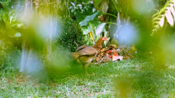 Galinha no jardim — Vídeo de Stock