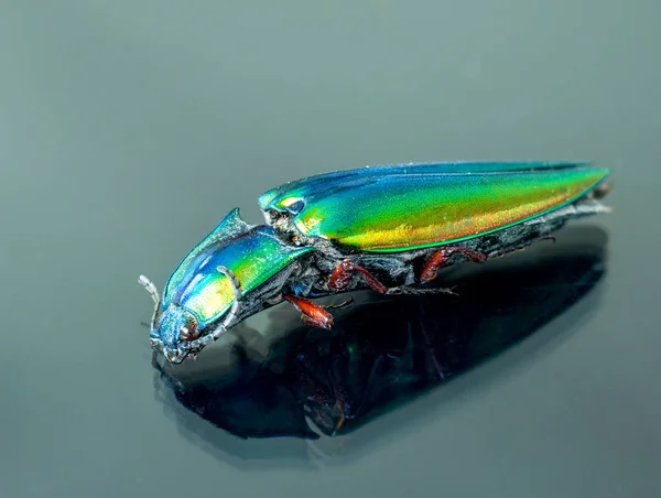 Close up body of jewel beetle — Stock Photo, Image