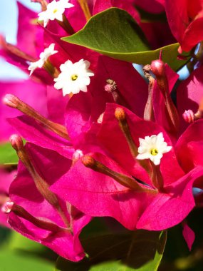 Closeup kağıt çiçek