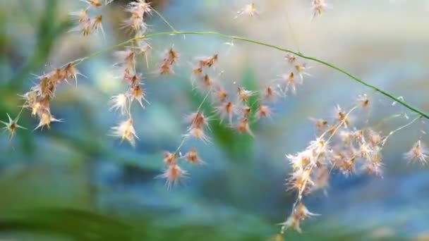 クローズ アップの背後にある水路のボケ味を持つ草の花 — ストック動画