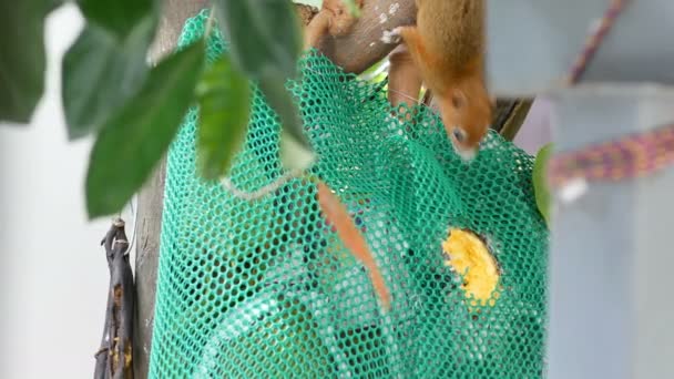 松鼠吃菠萝蜜缺位通过塑料网 — 图库视频影像