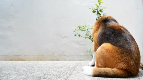 Beagle Descansando Sentado Suelo Antes Alejarse — Vídeo de stock