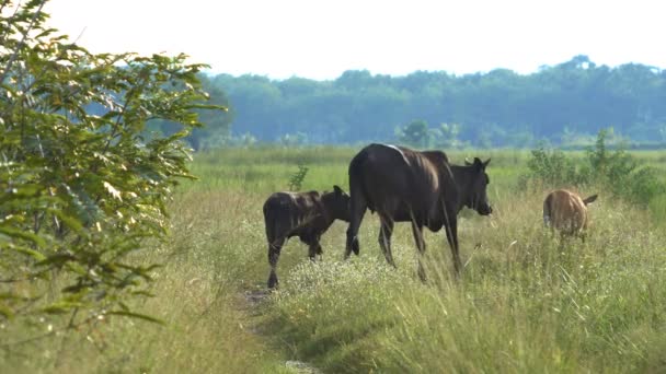 Τρεις Αγελάδες Περπάτημα Κοντά Τομέα Του Ρυζιού Στην Ταϊλάνδη — Αρχείο Βίντεο