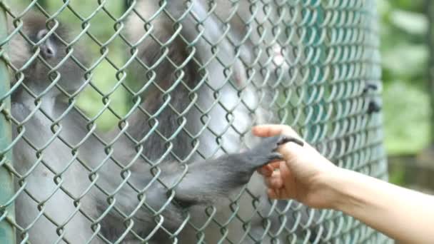女性手玩与猴子 Nemestrina 在笼子里 — 图库视频影像