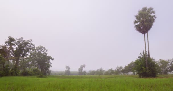 Сахарная Пальма Рисовом Поле Туманом Утром Таиланд — стоковое видео