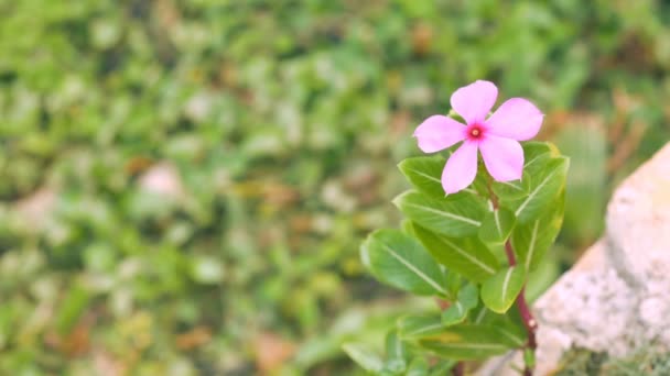 Primer Plano Ludwigia Adscendens Flor Sobre Fondo Verde — Vídeos de Stock