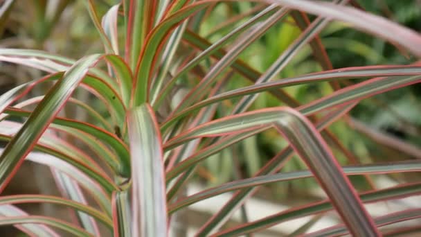 Dracaena marginata växt — Stockvideo