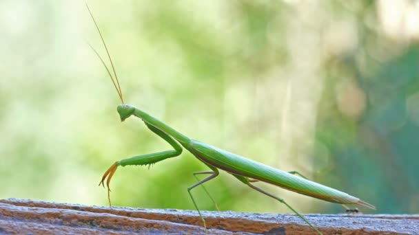 特写绿色螳螂步行反对绿色散景背景 — 图库视频影像