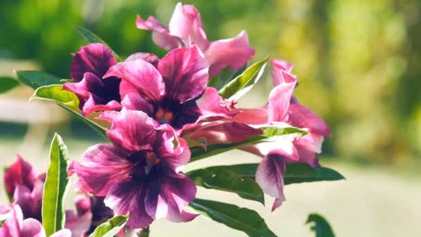 Closeup Roxo Deserto Rosa Flor Com Fundo Verde — Vídeo de Stock