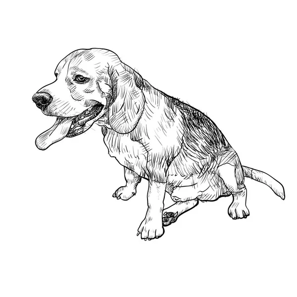 Dibujo de adorable beagle macho sentado y sobresaliendo tounge — Archivo Imágenes Vectoriales