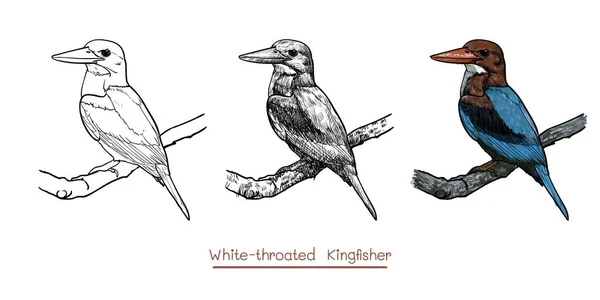 Tekening van de wit-throated Kingfisher vogel houden op een takje — Stockvector