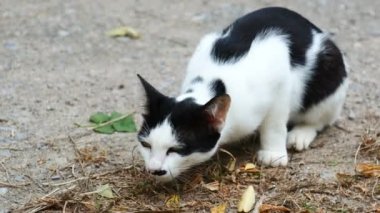 Çok güzel beyaz kedi kürk yere otur süre ama sonra yalamak dışarı hiçbir şey kusma