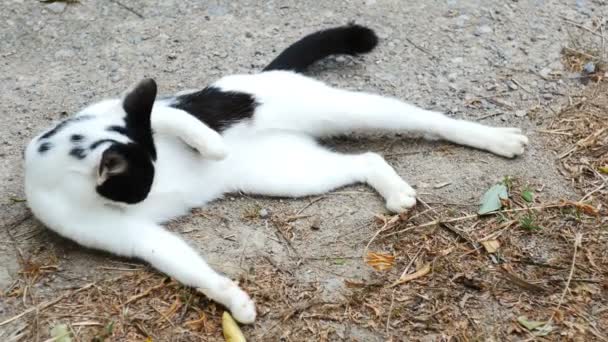 Adorável Gato Branco Lambendo Sua Pele Enquanto Estava Chão — Vídeo de Stock