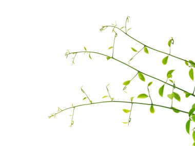  Renkli tırmanma Ylang-Ylang, Manorangini, Hara-champa, Kantali champa, kırpma yolu ile tropikal bir çiçek Tayland izole