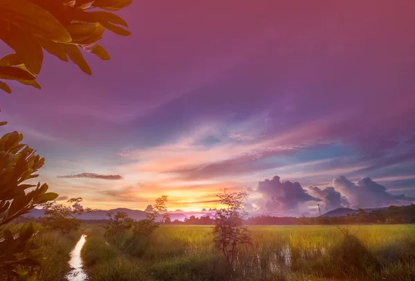 Ciel coloré sur le champ de riz — Photo