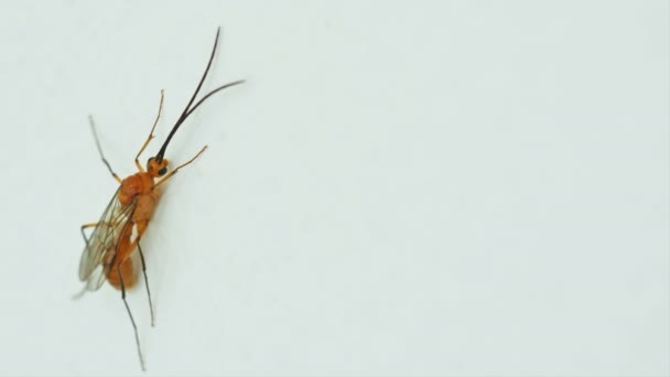 白色墙壁上的特写地下蚂蚁 — 图库视频影像
