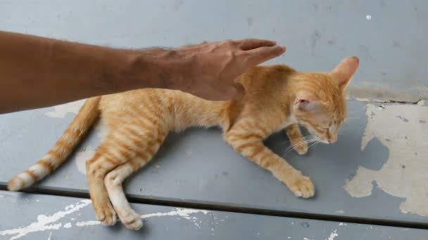 Nahaufnahme Entzückende Katze Liegt Auf Dem Boden Während Mann Hand — Stockvideo
