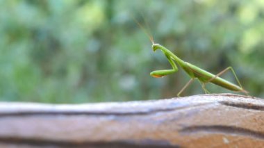 Closeup yeşil peygamber devesi yeşil bokeh arka planı, artış hızı yürüme