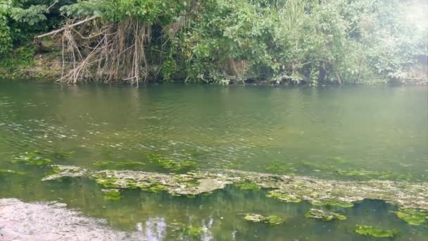 Plující Kanálem Plovoucí Moss Strom Břehu Řeky — Stock video