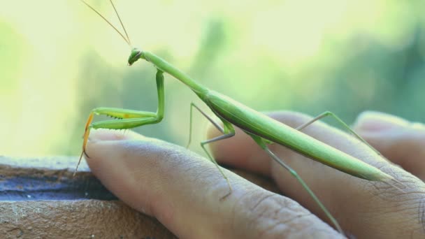 特写绿螳螂行走在人手上反对绿色散景背景 — 图库视频影像
