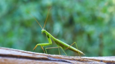 Closeup yeşil peygamber devesi yeşil bokeh arka planı yürüyüş