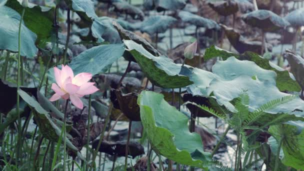 Closeup Lotus Βάλτο Ενώ Άνεμος Ήρεμος — Αρχείο Βίντεο