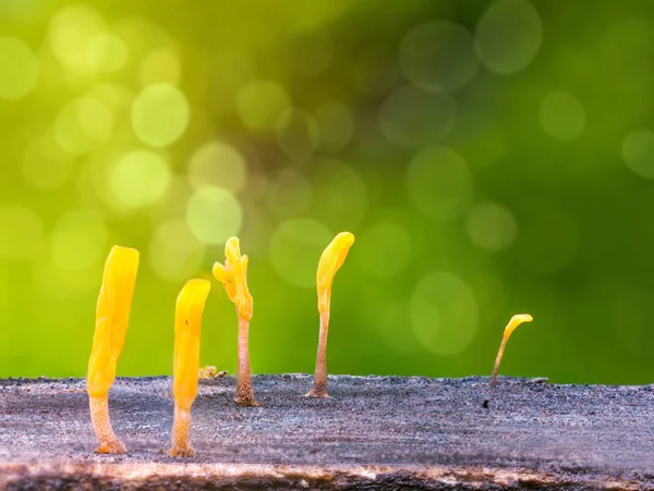 Dacryopinax spathularia, um fungo de geleia comestível — Fotografia de Stock