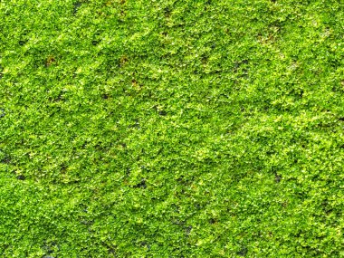 Yeşil yosun büyümeye eski duvarda portre