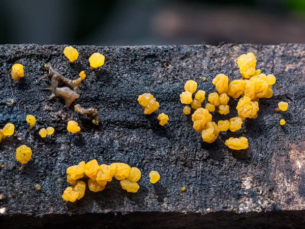 Dacryopinax spathularia groeit op het rottende hout — Stockfoto