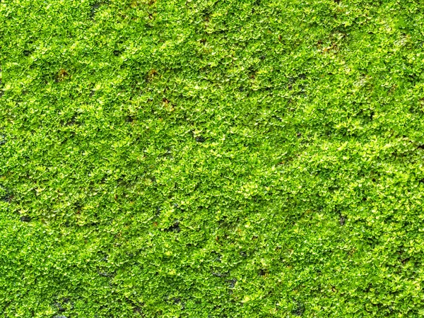 Крупный план зеленый мох растет на старой стене — стоковое фото