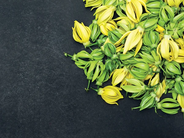 Pétale d'escalade Ylang-Ylang, Manorangini, Hara-champa, Kantali — Photo