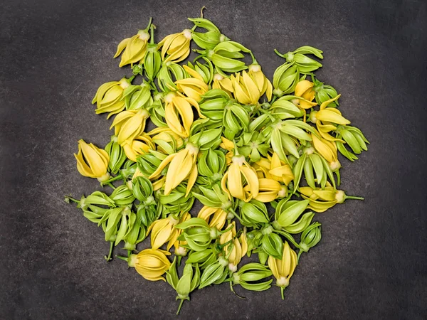 Klatreblad for Ylang-Ylang, Manorangini, Hara-champa, Kantali – stockfoto