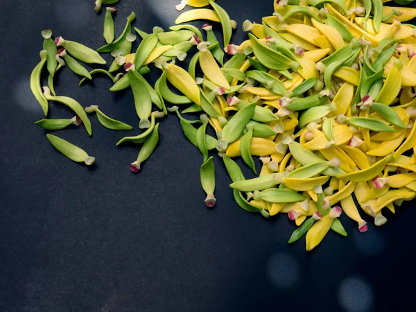 Petal tırmanma Ylang-Ylang, Manorangini, Hara-champa, Kantali — Stok fotoğraf