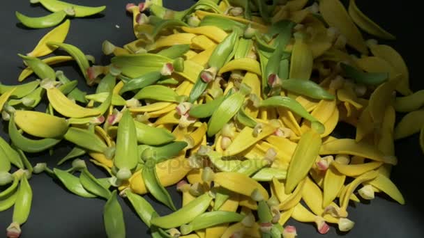 Heap Pétala Flor Ylang Ylang Fundo Preto Mão — Vídeo de Stock