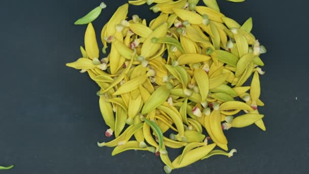 Deflorovat Okvětních Lístků Květu Ylang Ylang Házet Černém Pozadí — Stock video