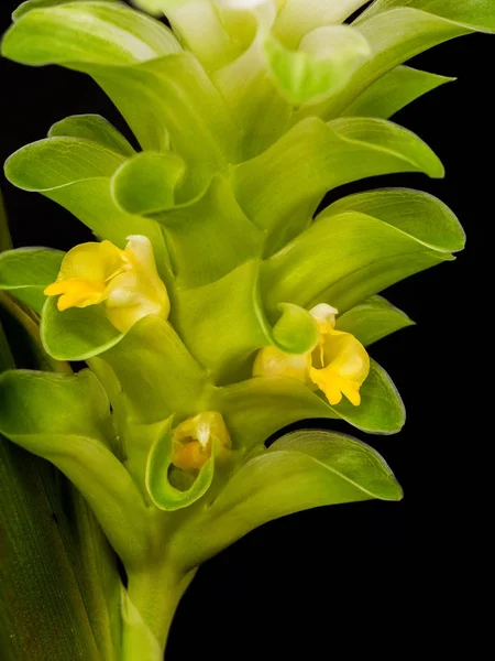 Closeup turmeric flower — Stock Photo, Image