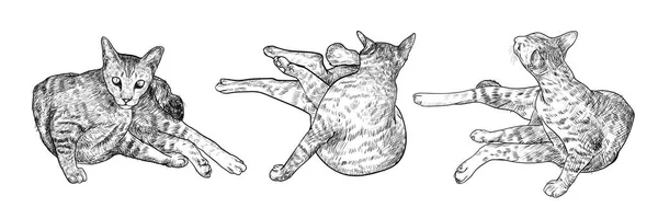 3 猫の描画 — ストックベクタ