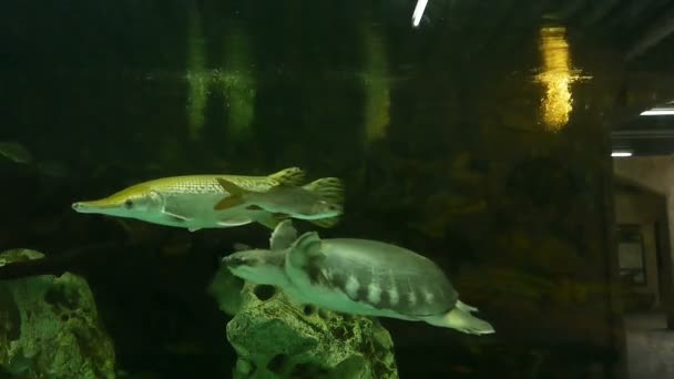 Schildkröte Und Fische Schwimmen Aquarium — Stockvideo