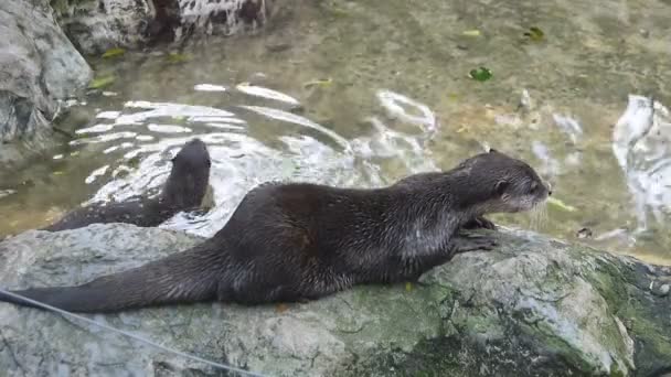 Closeup Twee Oosterse Kleine Klauwde Otter Leeft Moeras — Stockvideo