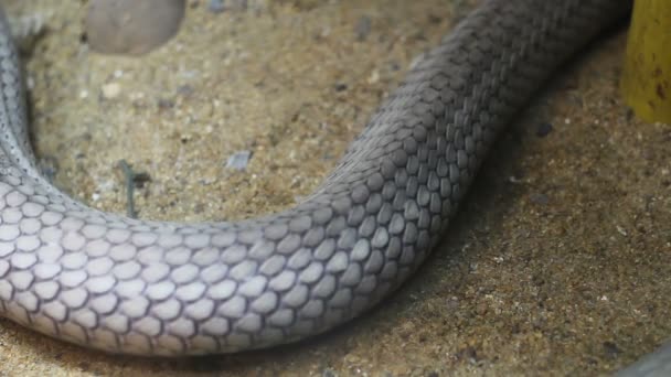 Cuerpo Cercano Serpiente King Cobra Arrastrándose Sobre Arena — Vídeo de stock