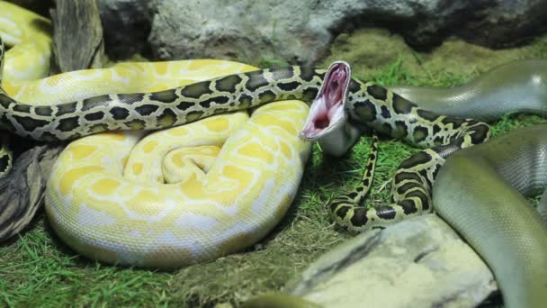 Primer Plano Serpiente Python Sobre Hierba Verde Roca — Vídeos de Stock