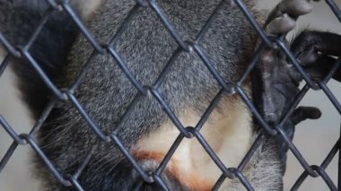 Kafes içinde closeup kırmızı şişlemiş Douc (Pygathrix nemaeus)