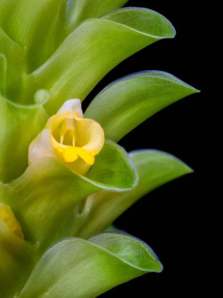 Closeup turmeric flower — Stock Photo, Image