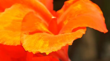 Canna closeup Petal lily çiçek