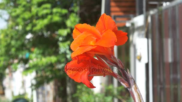 Closeup Canna lily květina s rozostření pozadí