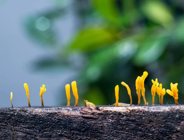 腐った緑の葉の背景のボケの木に成長する Dacryopinax Spathularia 食用ゼリー菌 — ストック写真