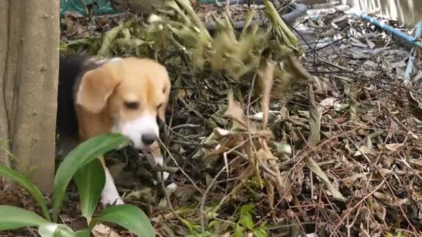 Schattig Beagle Hond Zijn Enthousiast Snuiven Iets Vinden Takken — Stockvideo