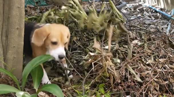 Adorable Perro Beagle Están Ansiosos Por Oler Encontrar Algo Las — Vídeos de Stock